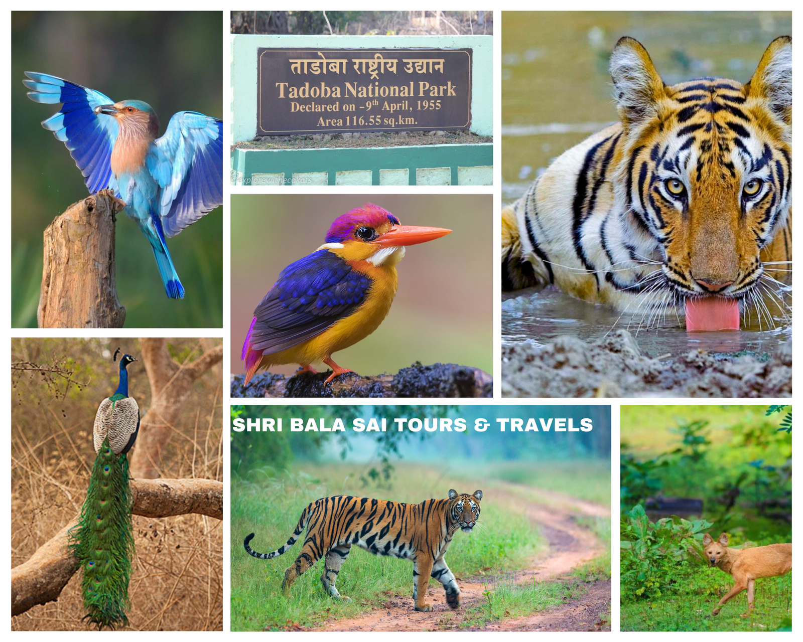 Nagpur to Tadoba taxi